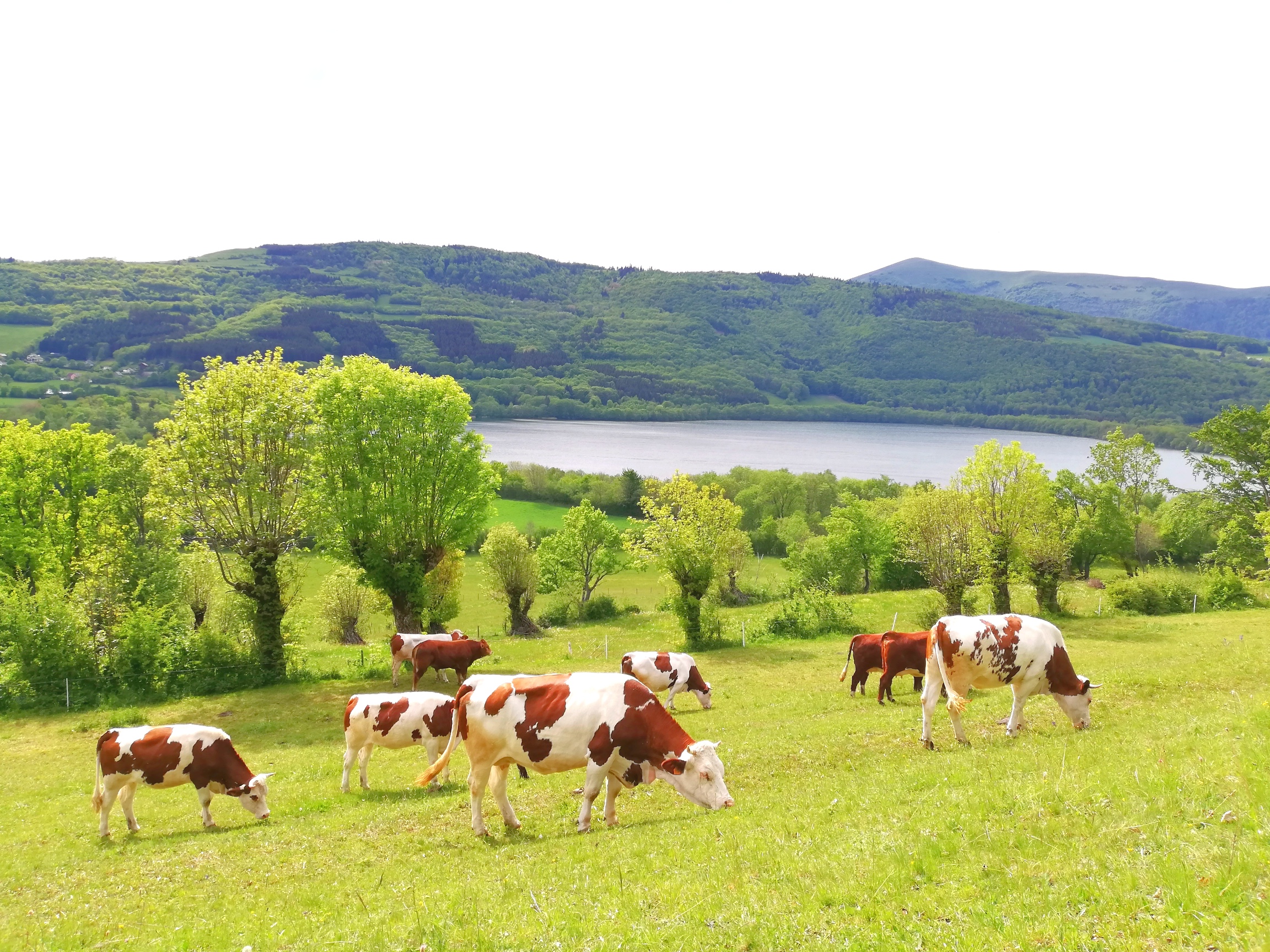 Troupeau GAEC Normand